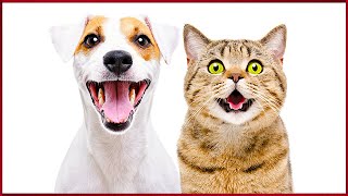 Cat Sounds To Prank Dogs [upl. by Cammy]