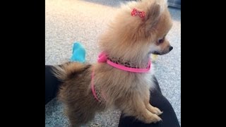 Cutest Teacup Pomeranian Puppy Ever [upl. by Kal]