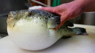 Japanese Street Food  LIVE FUGU PUFFERFISH Puffer Fish Japan [upl. by Hadden680]