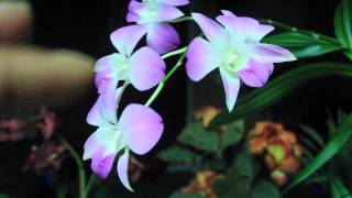 ALL ABOUT DENDROBIUM ORCHIDS  Phalaenopsis and Nobile [upl. by Eila]