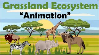 GRASSLAND ECOSYSTEM  Animation [upl. by Zosi329]