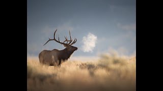 Canon R5  A wildlife photography review [upl. by Yelruc]