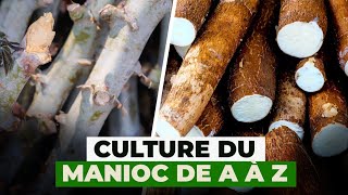 Culture du manioc de A à Z [upl. by Calesta]