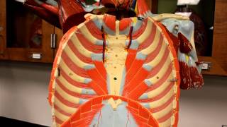 MUSCULAR SYSTEM ANATOMYMuscles of the Thoracic cage torso model description [upl. by Aissela]