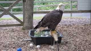 What Bald Eagles Really Sound Like [upl. by Elexa683]