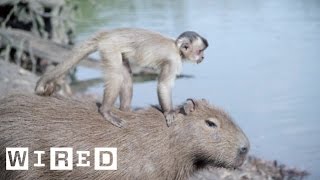 The Capybara May Be Chill But It Still Says No to Drugs [upl. by Kwan]