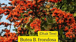 Dhak Tree  Butea B frondosa [upl. by Eberta]