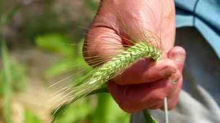 Ancient Grains Growing Heritage Grains in Gardens and Small Farms [upl. by Ettenom]