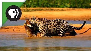 Jaguar Attacks Caiman Crocodile [upl. by Roch]