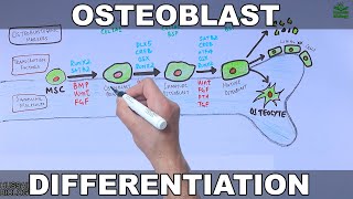 Osteoblast and its Differentiation [upl. by Alusru243]