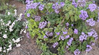 Heliotropium arborescens White amp Purple Helitrope [upl. by Haimorej349]