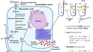 The Mechanism of Insulin Release by Pancreatic βcells [upl. by Oberon]