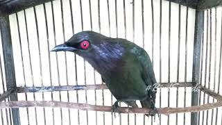 Asian glossy starling Sounds Aplonis panayensis  BirdChirping and Singing [upl. by Kurtzman]