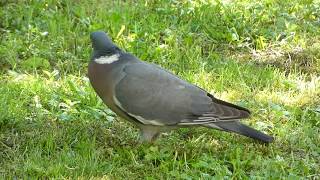 Grzywacz odgłosy  gatunek Gołębia  Wood pigeon callings [upl. by Haliek352]