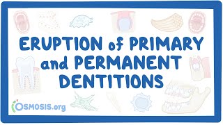 Eruption of primary and permanent dentitions [upl. by Oigroig]