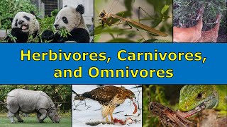 Herbivores Carnivores and Omnivores Overview [upl. by Hbaruas826]