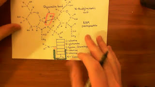 Vancomycin Resistant Enterococcus Part 3 [upl. by Lejeune]