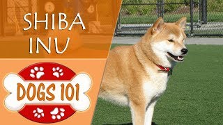 Dogs 101  SHIBA INU  Top Dog Facts About the SHIBA INU [upl. by Jump266]