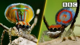 Peacock spiders dance for your life  BBC [upl. by Fons]