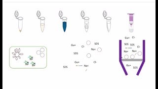 Plasmid Purification [upl. by Assirrem]