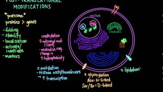 Post Translational Modifications [upl. by Benge277]