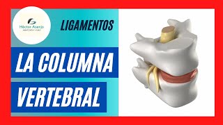 LIGAMENTOS de la COLUMNA vertebral ‼️qué FÁCIL [upl. by Anelav]