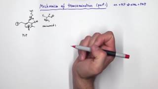 PLP Pyridoxal Phosphate Reactions [upl. by Eerihs129]