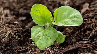 How to Plant Eggplant [upl. by Htessil]