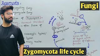 Zygomycota life cycle  Characteristics  Class 11 Biology [upl. by Neenwahs]