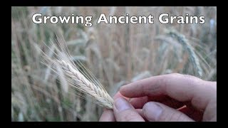 Growing Ancient Grains In Your Garden [upl. by Ahsaercal]