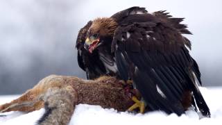 Golden Eagle Sounds and Pictures [upl. by Zarah2]