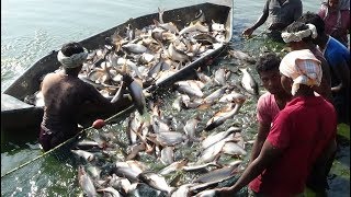 PANGASIUS FISH LIVE CATCHING AT POND [upl. by Charo]