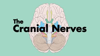 How to Remember the Cranial Nerves Mnemonic  MEDZCOOL [upl. by Courtenay]