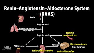 The Renin–Angiotensin–Aldosterone System RAAS Animation [upl. by Delorenzo]