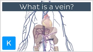 What is a Vein  Human Anatomy  Kenhub [upl. by Rundgren]