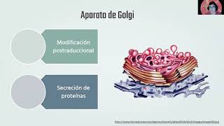 Biología celular organelos membranosos [upl. by Linker]