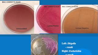 microbiology lab practical information part 1 [upl. by Mcconnell]