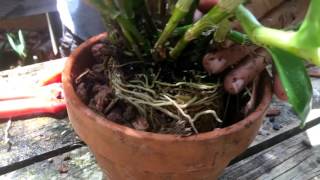 How To Repot a Dendrobium nobile orchid [upl. by Iridissa]