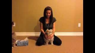 How to clean your felines sinuses [upl. by Aroled]