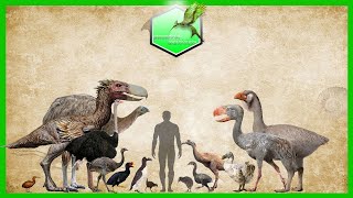 Flightless Birds Size Comparison Living Extinct [upl. by Vine219]