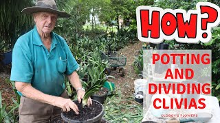 How To Repot And Divide Clivias [upl. by Letnahc]