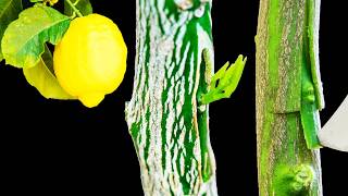 Grafting Lemon Trees – Grafting Fruit Trees by Tbudding [upl. by Edora]