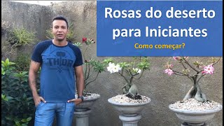 Rosas do Deserto para Iniciantes como começar [upl. by Cronin]