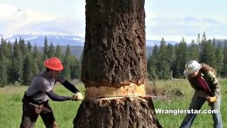 Felling Giant Tree With Crosscut Saw [upl. by Aitel]