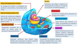 FUNCIONES ORGANELOS CÉLULA EUCARIOTA [upl. by Januarius]