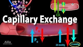 Capillary Exchange and Edema Animation [upl. by Dickens796]