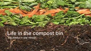 Vermicompost  Life in the compost bin [upl. by Ahsikin443]