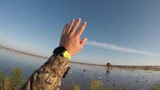 Duck Hunt on Catahoula Lake III [upl. by Dnilasor]