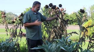 Cardoon Cynara cardunculus  Plant Identification [upl. by Karmen851]