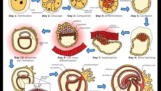 Development of Germ Layers from the Zygote [upl. by Heti894]